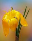 USA, Washington State, Seabeck. Golden crocus flower close-up. Art Print